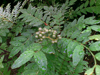 05062009.jpg