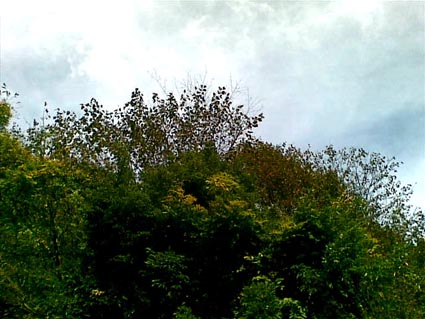 11082009.jpg